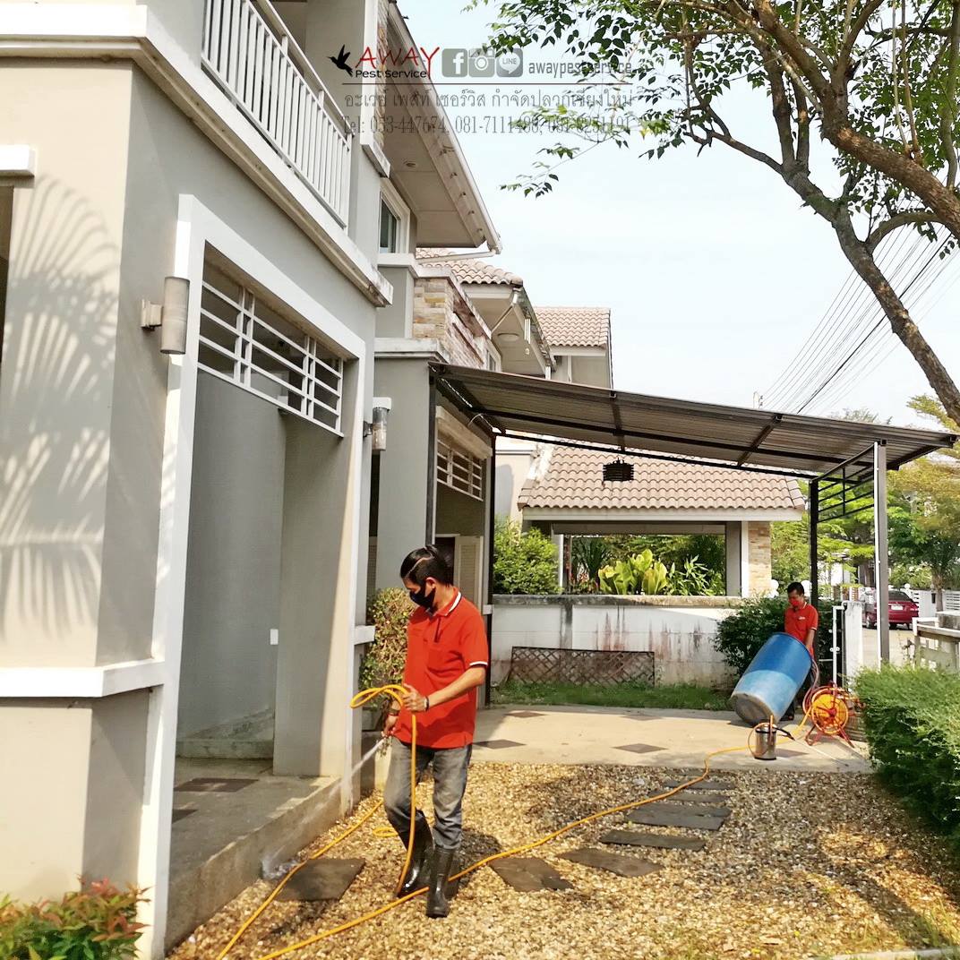 ปลวกขึ้นในบ้านเช่า ตรวจพบร่องรอยปลวกในบ้านให้เช่า